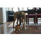 Evita, Deutsche Dogge - Hündin