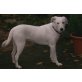 Evita, Evita, Traum in weiß sucht Körbchen,PLZ 52399 - Hündin
