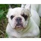 Evita, Französische Bulldogge - Hündin