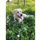 Evita, Golden Retriever - Hündin