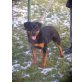 Evita, Rottweiler - Hündin
