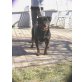 Evita , Rottweiler - Hündin