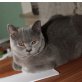 Evita op Acht, Britisch Kurzhaarkatze - Katze