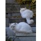 Evolet & Lalita, Ragdoll - Katze