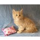 Evolet, Maine Coon - Katze