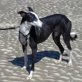 Ewa, Galgo Español - Hündin