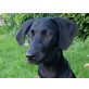 Ewan, Weimaraner Mischling Welpen - Rüde