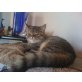 Exotic-Perser - Katze