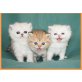 Exotic Shorthair - Perser Kurzhaar, Exotisch Kurzhaar - Katze