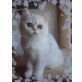 Exotic u., Perser - Kater