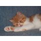 Exotisch Kurzhaar - Katze