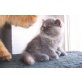 Exotisch Kurzhaar - Katze
