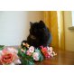 Exotisch Kurzhaar - Katze