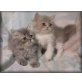 Exotisch Kurzhaar - Katze