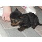 Extra Mini Yorki Welpen, Yorkshire Terrier Welpen - Rüde