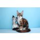 Extrem verschmuste Marisol und Massimo, Maine Coon - Kater
