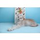 Extrem verschmuster Pegasus , Maine Coon - Kater