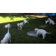 Exzellente Dogo Argentino Welpen mit FCI Papi, Dogo Argentino - Rüde