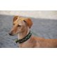 Eyleen, Galgo Welpen - Hündin