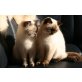 Eylin & Céline vom Aradosee, Britisch Kurzhaarkatze - Katze