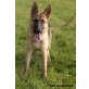 Eylin vom Barmstein, Deutscher Schäferhund - Hündin
