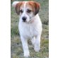 F O R T U , freundlicher, fröhlicher, kleiner Hund; Welpen - Rüde