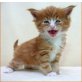 F-Wurf, Maine Coon - Kater