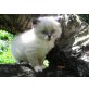F-Wurf, Neva Masquarade - Katze