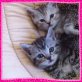 F-Wurf in silver tabby mit Stammbaum, Britisch Kurzhaarkatze - Katze