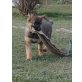F-Wurf von der Osterwiese, Deutscher Schäferhund Welpen - Hündin