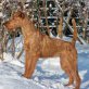 F... von der Weinbergsquelle, Irish Terrier Welpen - Rüde