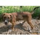 F1, Hündin F 1, Welpe der Boxer-Mix-Hündin, geb. - Hündin