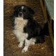 FABIAN möchte dem Tierheim entfliehen......., rumänischer Collie Sheltie Mix - Rüde