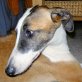 FABIOLA, Galgo - Hündin