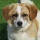 FABIOLA - Ubeda, Jack-Russell-/Orgie-Mischling, kastriert - Hündin