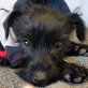 FABY - Linares, Schnauzer-Mischling - unkastriert Welpen - Rüde