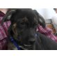 FACE, Windhund/Schäfermischling,Pflegestelle Wien Welpen - Rüde