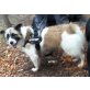 FANGO 'Tango', Pflegestelle Wien, Ruhiger freundlicher Hundemann - Rüde