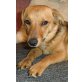 FANJA - Pflegestelle Wien, verspielte, anhängliche PINSCHER-Mix - Hündin