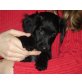 FANNI, Spaniel/Labradormix,Pflegestelle Nö Welpen - Hündin