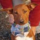 FANNY - Ubeda, Podenco-Mischling, kastriert - Hündin
