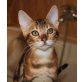 FANTASIA OF WHITE CREEK, Bengalkatze - Katze