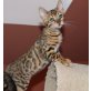 FANTASY UND MEDUSA, Bengalkatze - Katze