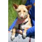 FARA - Ubeda, Podenco-Andaluz - kastriert - Hündin