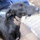 FARAON, Galgo - Rüde