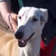 FATIMA, Galga, (noch nicht) kastriert, geb. ca. 2009 - Hündin