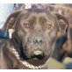 FATIMA, Pflegestelle Wien, ein Blick sagt alles - Shar Pei/Boxx - Hündin