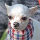 FATIMITA - Linares, Chihuahua - kastriert - Hündin