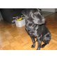 FAY, Labrador Retriever - Hündin