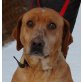 FEDORA, Pflegestelle Niederösterreich, menschenbezogene Ridgeback/Magya Viszla - Hündin